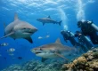Beqa Shark Species Divers Can Encounter in Fiji