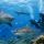 Beqa Shark Species Divers Can Encounter in Fiji
