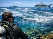 How to Identify Reef Currents Before You Dive