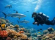 How to Navigate Coral Reefs With Confidence