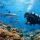 How to Navigate Coral Reefs With Confidence
