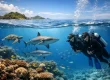 Responsible Marine Tourism Guide for Fiji Divers