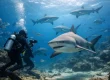 Shark Diving Review: Is Fiji’s Colosseum Worth It?