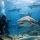 Shark Diving Review: Is Fiji’s Colosseum Worth It?
