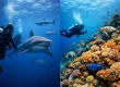 Shark Diving Versus Reef Diving: Which Fits You?