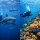 Shark Diving Versus Reef Diving: Which Fits You?