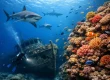 12 Best Fiji Dive Sites for Sharks, Reefs, and Wrecks