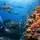 12 Best Fiji Dive Sites for Sharks, Reefs, and Wrecks