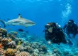 Do Beginners Need Private Dive Guides for Fiji?