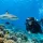 Do Beginners Need Private Dive Guides for Fiji?