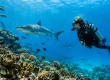Eco Dive Travel Trends Shaping Better Fiji Trips