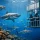 Shark Tourism That Protects What You Came to See