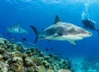 Shark Tourism Trends Reshaping Fiji Dive Travel