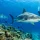 Shark Tourism Trends Reshaping Fiji Dive Travel