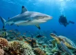 Top Marine Life in Beqa: What Divers See