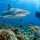 Top Marine Life in Beqa: What Divers See