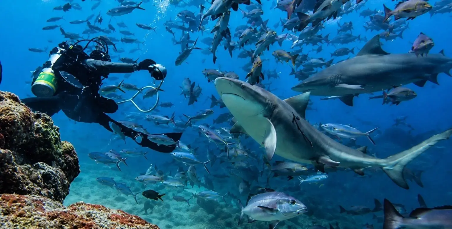 A diver feeding sharks surrounded by reef fish