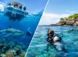 Boat Diving Versus Shore Diving: Which Fits You?