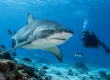 Bull Sharks: What Divers Should Know Before Fiji