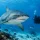 Bull Sharks: What Divers Should Know Before Fiji