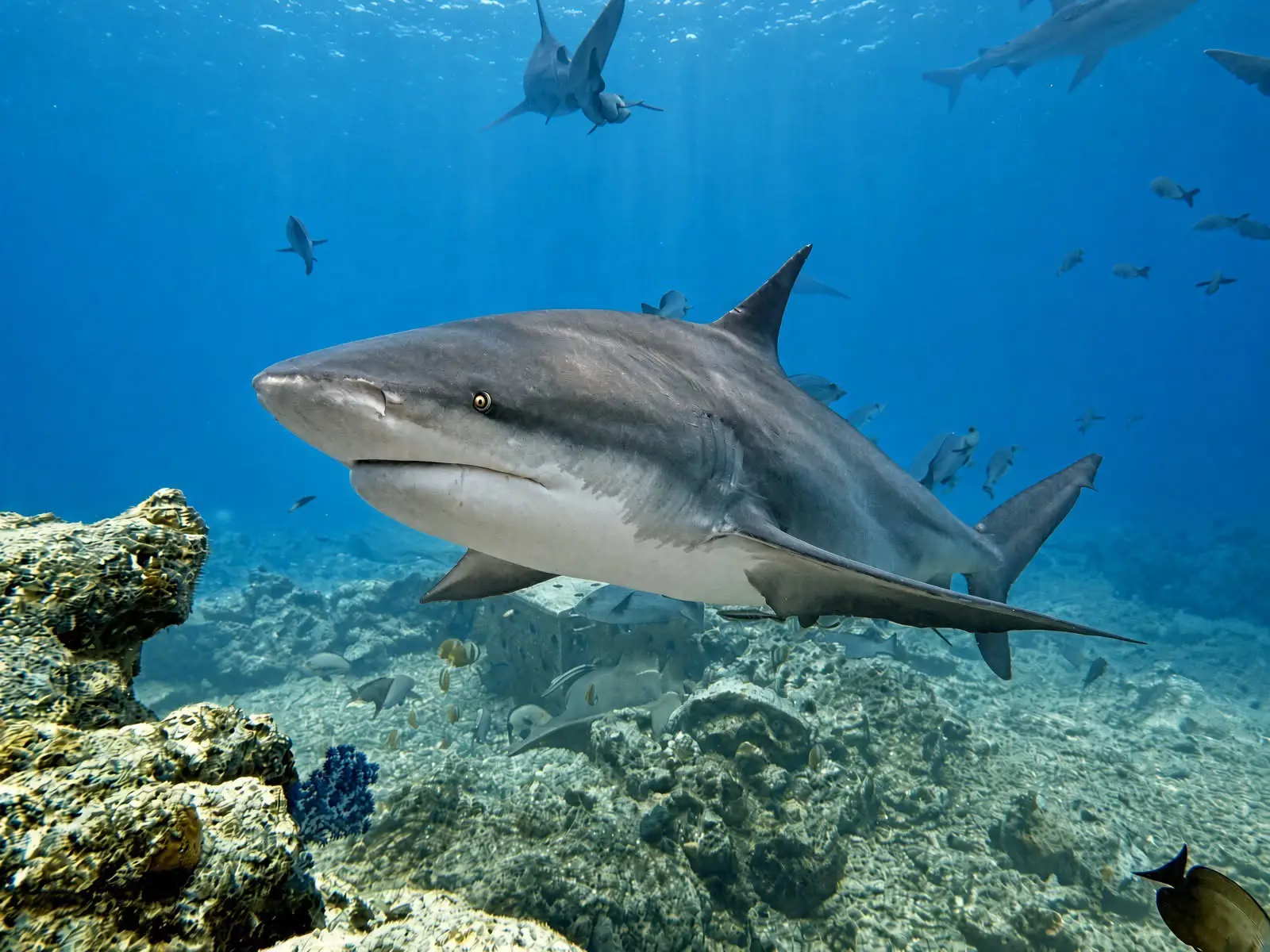 A bull shark close up above the reef in Beqa Lagoon