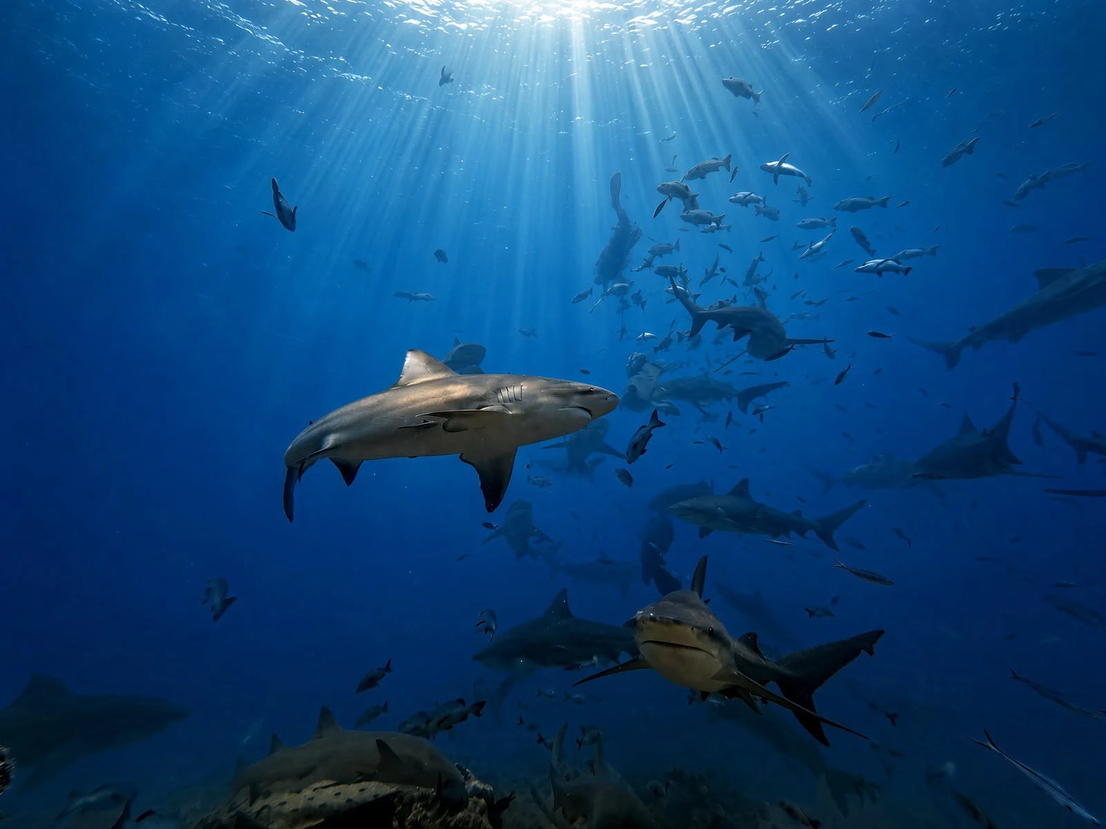 Sharks and reef fish in sunlit water at The Colosseum