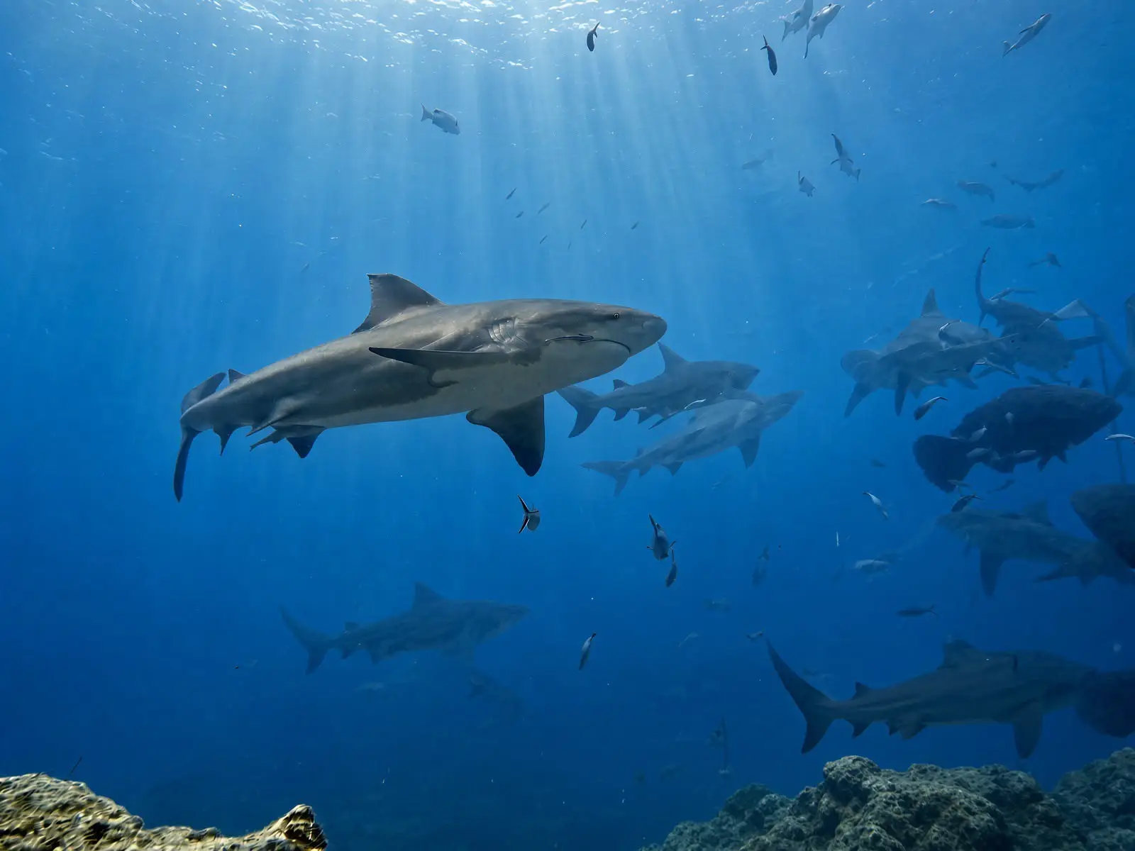 Bull sharks and reef fish at The Colosseum in Beqa Lagoon