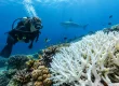 Coral Bleaching: What Divers See and Why It Matters