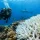 Coral Bleaching: What Divers See and Why It Matters