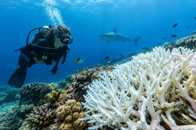 Coral Bleaching: What Divers See and Why It Matters