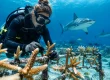 Coral Restoration Diving Examples That Matter