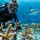 Coral Restoration Diving Examples That Matter