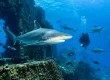 Fiji Shark Dive at The Colosseum: What to Expect