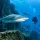 Fiji Shark Dive at The Colosseum: What to Expect