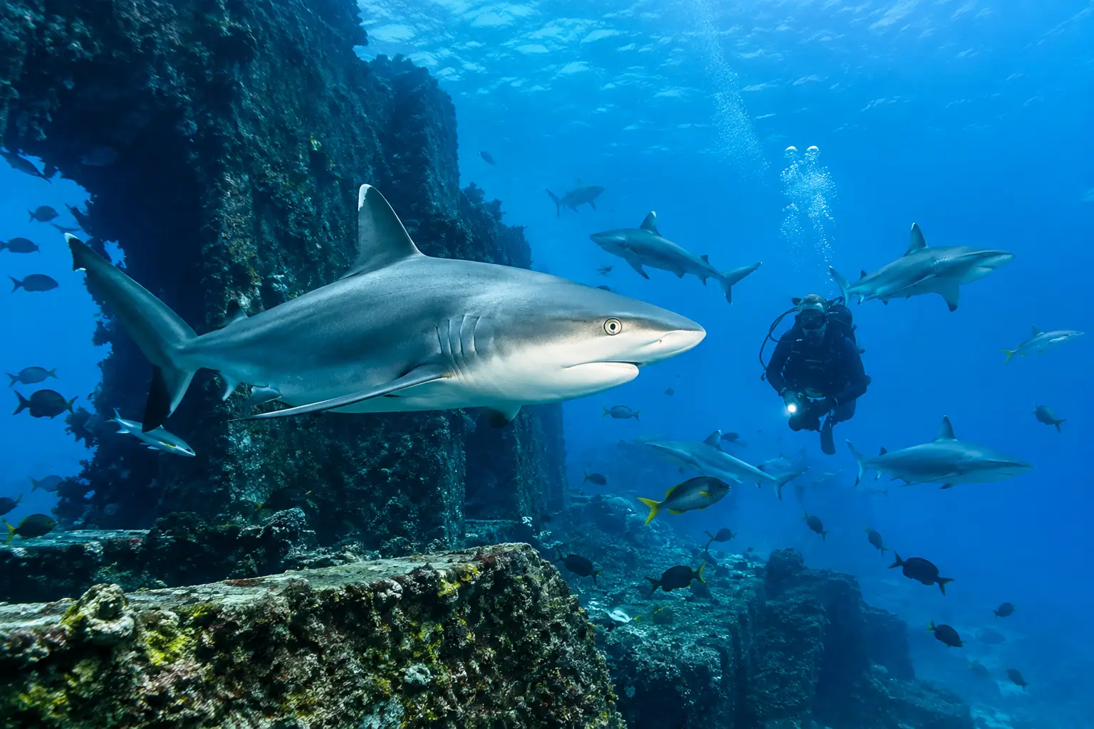 Fiji Shark Dive at The Colosseum: What to Expect