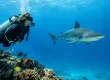 Guide to SSI Referral Dives for Your Fiji Trip