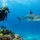 Guide to SSI Referral Dives for Your Fiji Trip