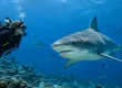 How to Prepare for Bull Shark Dives in Fiji