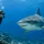 How to Prepare for Bull Shark Dives in Fiji