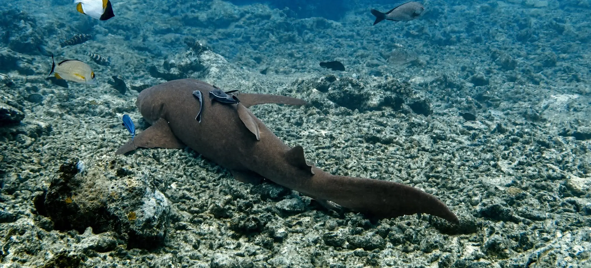 A nurse shark resting on the reef in Beqa Lagoon