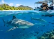 Shark Dive Insurance Comparison for Fiji Trips