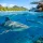Shark Dive Insurance Comparison for Fiji Trips