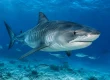 Tiger Shark: What Divers Should Know Before a Dive
