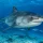 Tiger Shark: What Divers Should Know Before a Dive