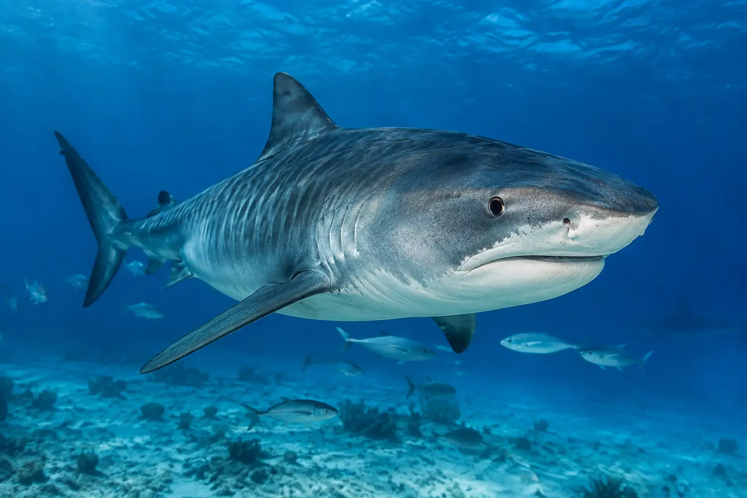 Tiger Shark: What Divers Should Know Before a Dive