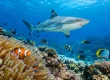 Top Marine Life in Fiji for Divers to See