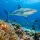 Top Marine Life in Fiji for Divers to See