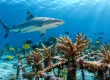 What Coral Planting Outcomes Really Show