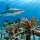 What Coral Planting Outcomes Really Show