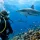 Which SSI or PADI Specialties Are Right for You?